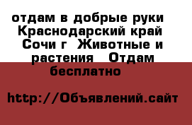 отдам в добрые руки - Краснодарский край, Сочи г. Животные и растения » Отдам бесплатно   